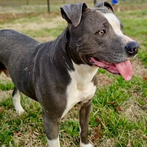 Violet  All New thumbnail 5