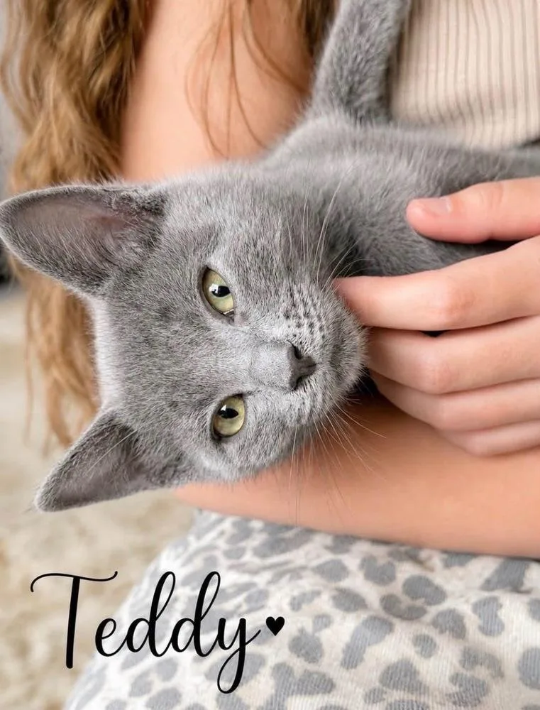 A baby small-sized male Gray / Blue / Silver Domestic Short Hair cat named Teddy for adoption in Vancouver, WA