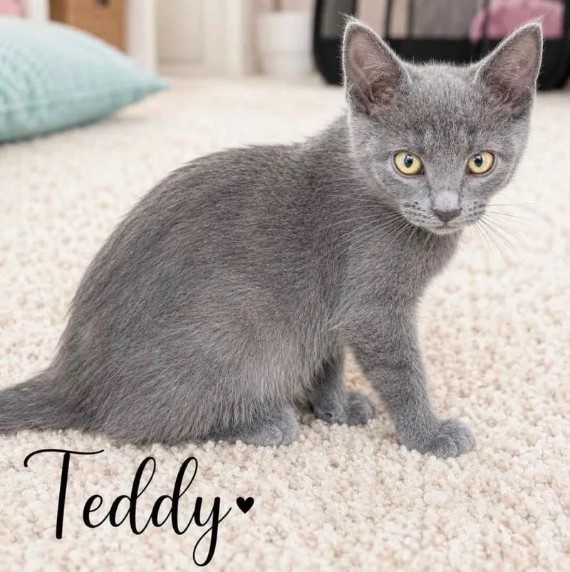 Teddy thumbnail 2
