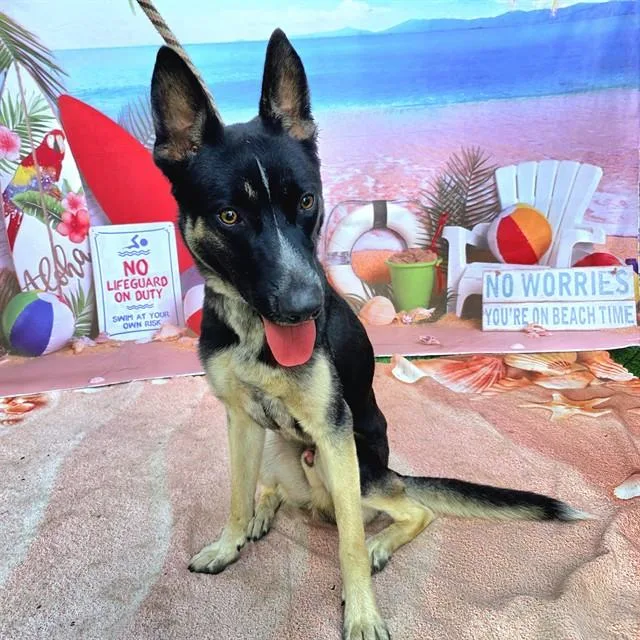 A young small-sized male German Shepherd Dog dog named Parker for adoption in Long Beach, CA