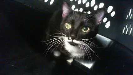 A young medium-sized male Domestic Short Hair cat named Leo for adoption in Charlotte, NC