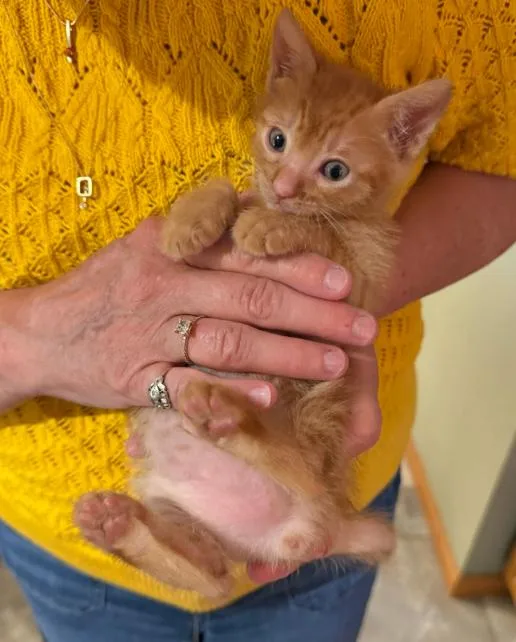 A baby medium-sized male Orange / Red Domestic Short Hair cat named Boysenberry for adoption in San Jose, CA