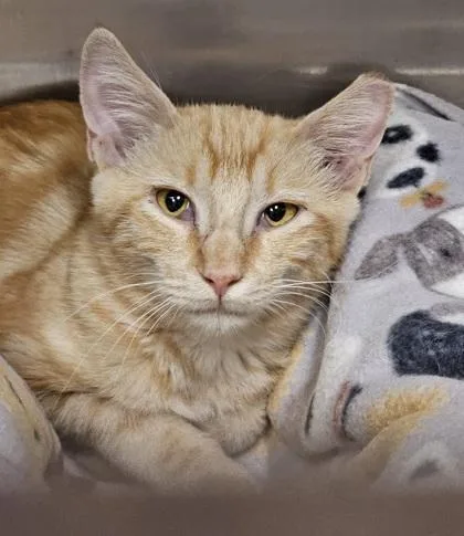 A young small-sized male Domestic Short Hair cat named Biscuit for adoption in Phoenix, AZ