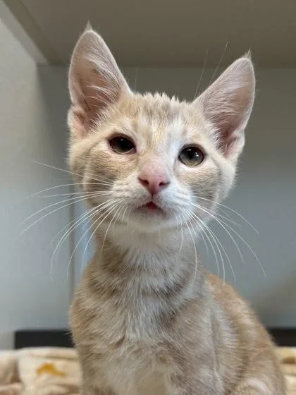 A baby medium-sized male Orange / Red Domestic Short Hair cat named Everest for adoption in Tinley Park, IL