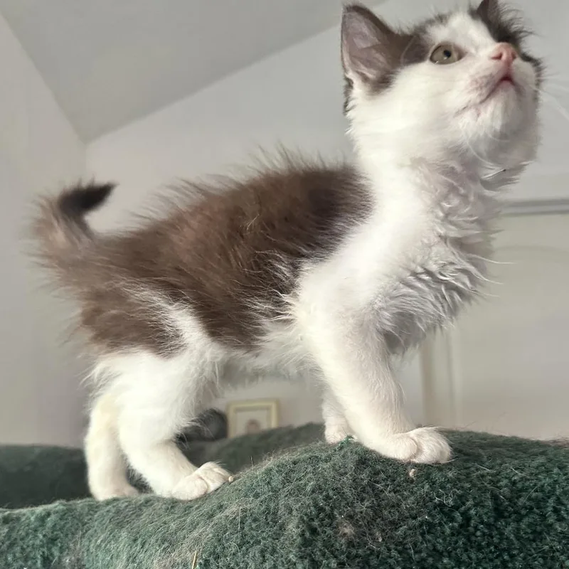 A baby small-sized male Black Domestic Long Hair cat named Bambi for adoption in Santa Rosa, CA