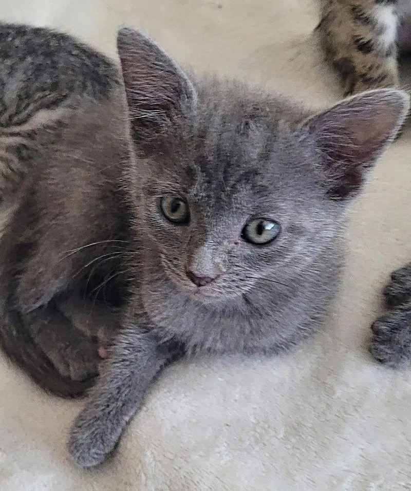 A baby medium-sized female Gray / Blue / Silver Domestic Short Hair cat named Blanche for adoption in Oviedo, FL
