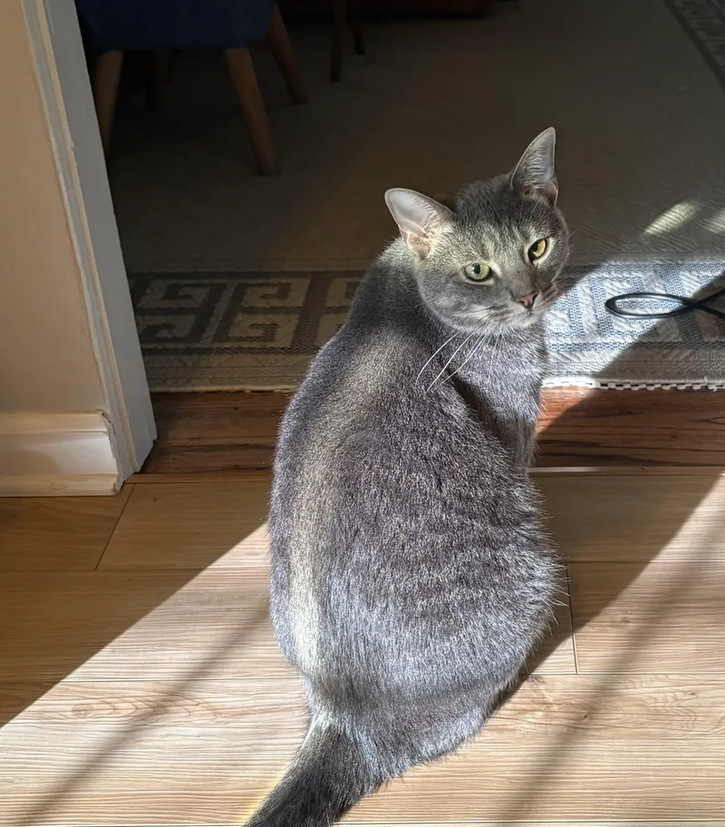 An adult medium-sized male Domestic Short Hair cat named Jake for adoption in Highland, IN