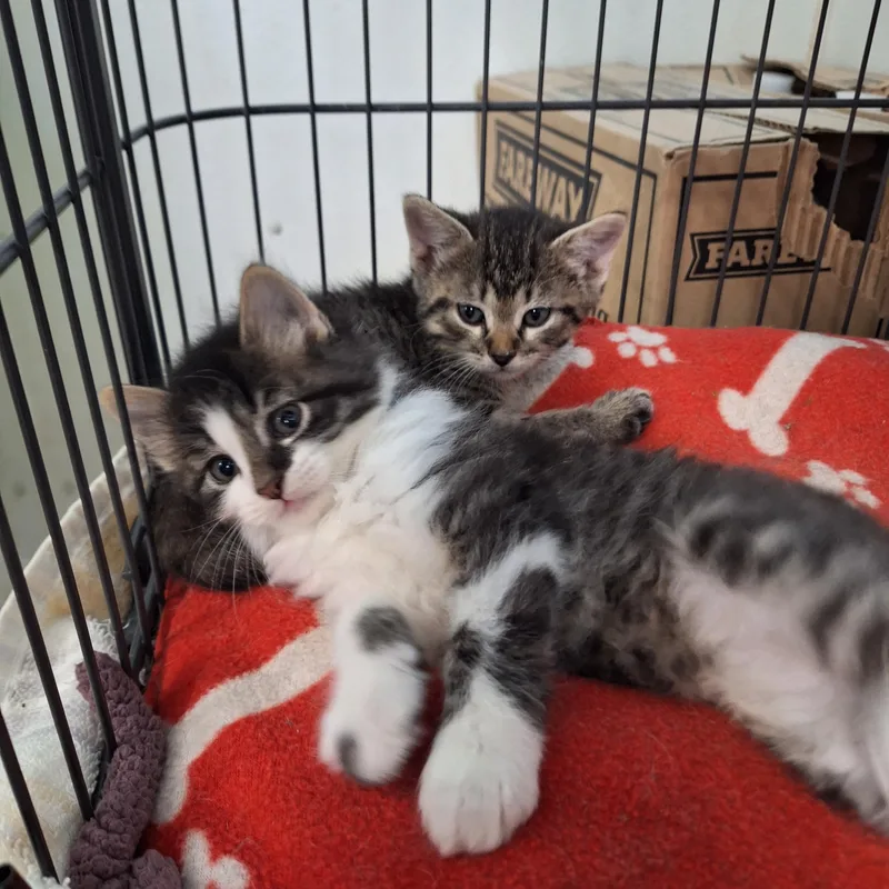 A baby medium-sized male Domestic Long Hair cat named Sid for adoption in Clarinda, IA
