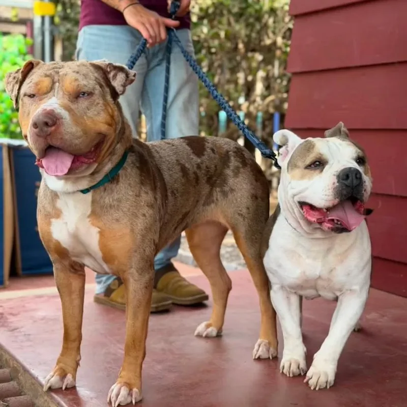 A senior small-sized female Bull Terrier dog named Moon _ for adoption in San Diego, CA