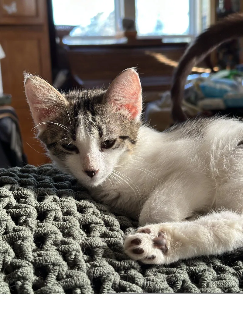 A baby medium-sized male Domestic Short Hair cat named Teslapunk for adoption in Colorado Springs, CO