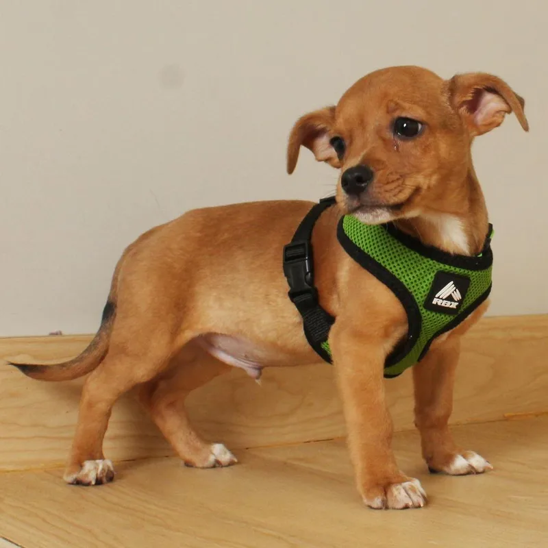 A baby small-sized male Yellow / Tan / Blond / Fawn Chihuahua dog named Teddy D for adoption in Minnetonka, MN
