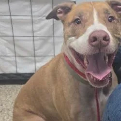 An adult large-sized male Pit Bull Terrier dog named Journey for adoption in Bullhead City, AZ