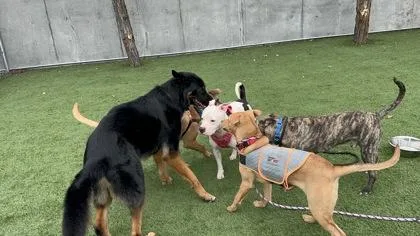 A young large-sized male German Shepherd Dog dog named Steve for adoption in Seattle, WA