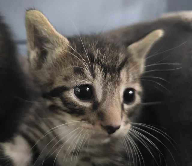 A baby small-sized male Domestic Short Hair cat named Bodie for adoption in Fort Lauderdale, FL