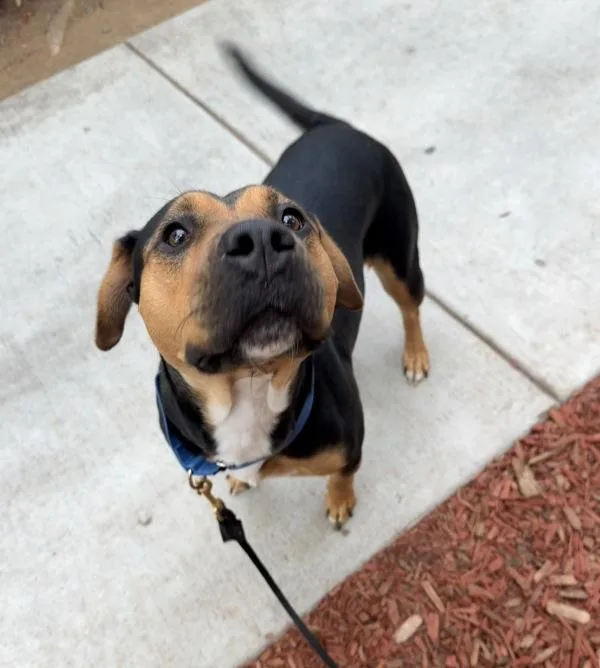 An adult medium-sized female Shepherd dog named Kelly Barkson for adoption in San Diego, CA