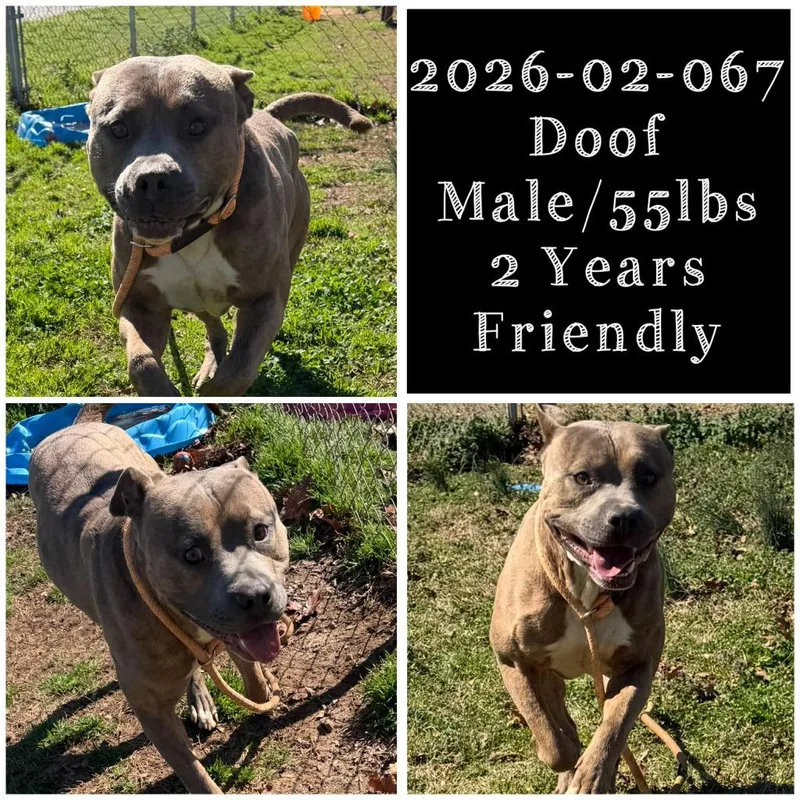 A young medium-sized male Pit Bull Terrier dog named Doof for adoption in Winder, GA