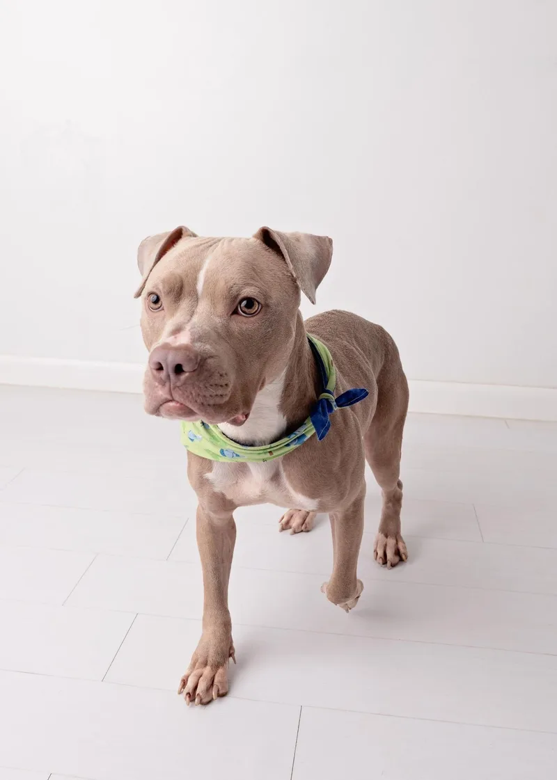 A young medium-sized female Mixed Breed dog named Junie for adoption in Vassalboro, ME