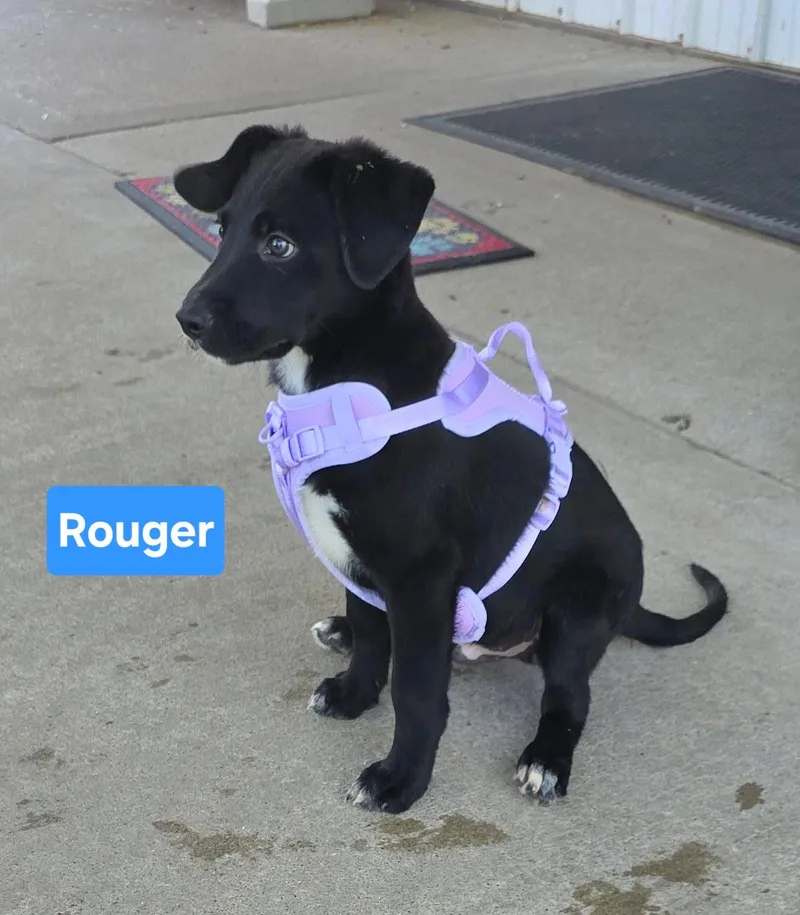 A baby medium-sized male Black Labrador Retriever dog named Rouger for adoption in Clinton, MO