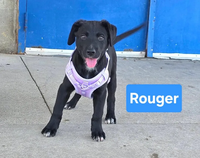 Rouger thumbnail 2