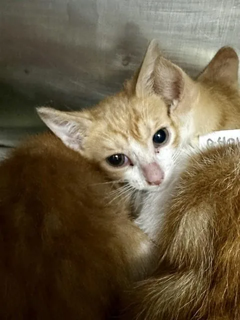 A baby small-sized male Domestic Short Hair cat named Sunshine for adoption in Conroe, TX