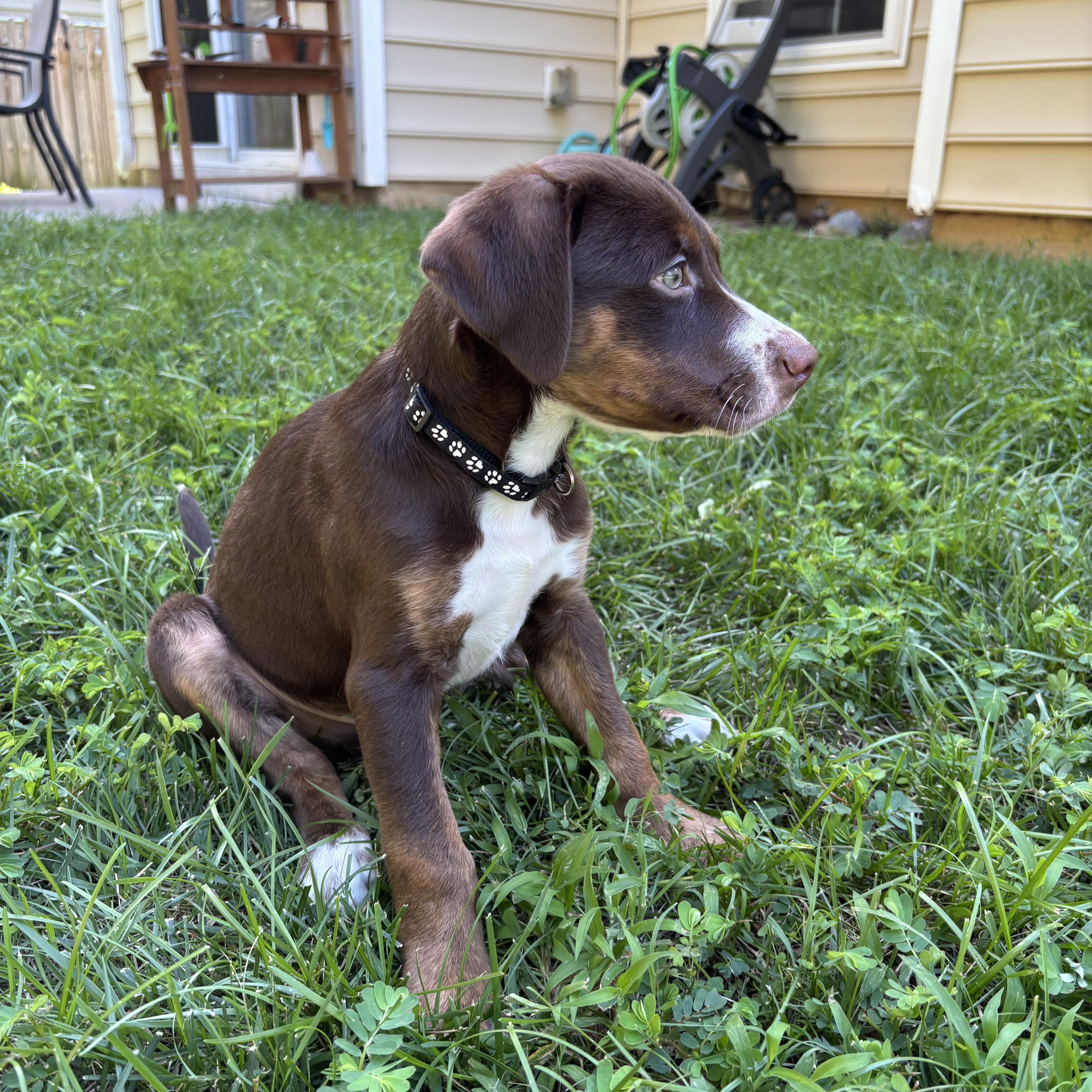 A baby large-sized male Brown / Chocolate Labrador Retriever dog named Petey for adoption in Rock Hill, SC