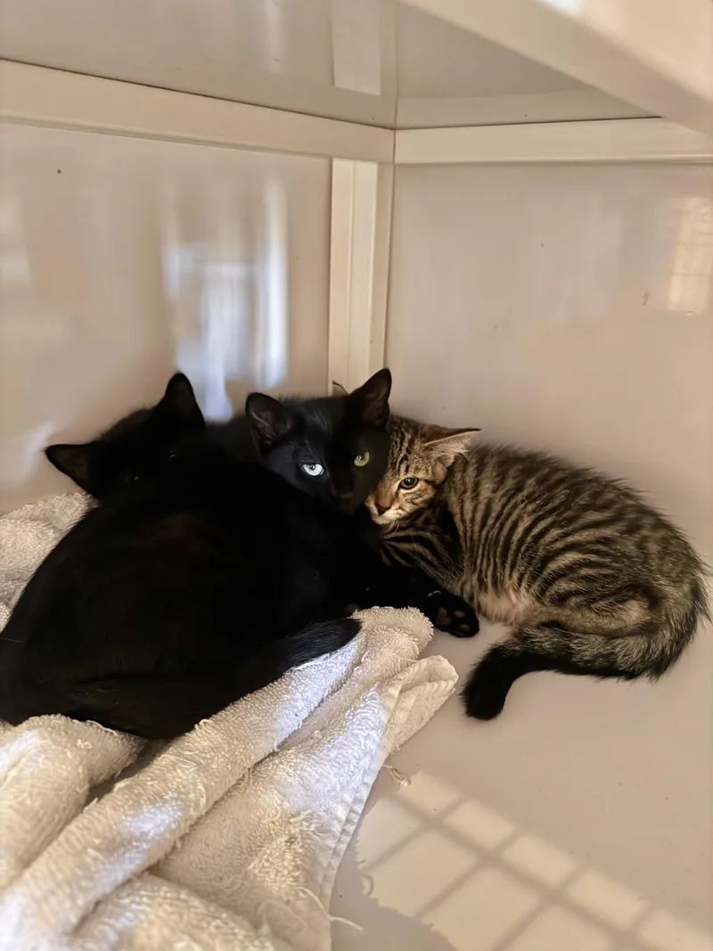 A young medium-sized male Black Domestic Short Hair cat named Cosmo for adoption in Memphis, TN