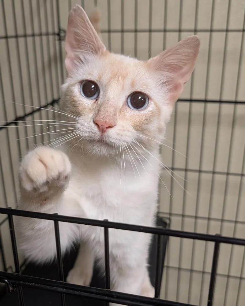 A young large-sized male Domestic Short Hair cat named Chimichanga for adoption in Dalton, GA