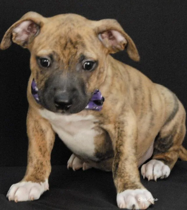 A baby medium-sized male Boxer dog named Ralphie for adoption in Newland, NC