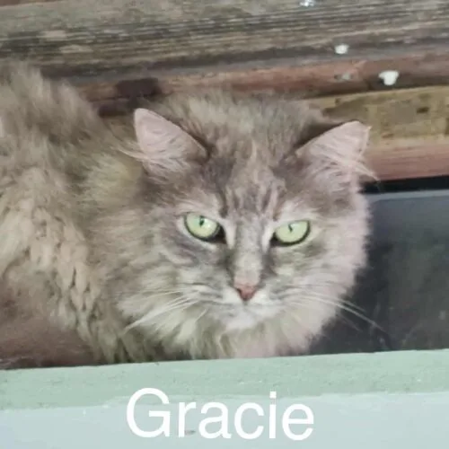 A senior medium-sized female Dilute Tortoiseshell Domestic Medium Hair cat named Gracie Coop for adoption in Tipp City, OH