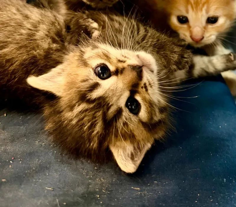 A baby medium-sized female Domestic Short Hair cat named Acadia for adoption in Burnsville, NC