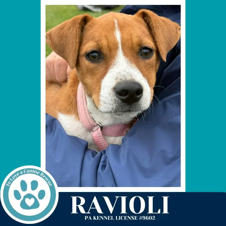 A baby large-sized female Boxer dog named Ravioli for adoption in Kimberton, PA