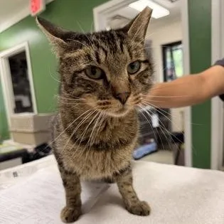 An adult medium-sized male Tabby (Brown / Chocolate) Domestic Short Hair cat named Stallone for adoption in Athens, GA
