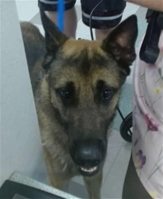 A young large-sized male German Shepherd Dog dog named A for adoption in Oklahoma City, OK