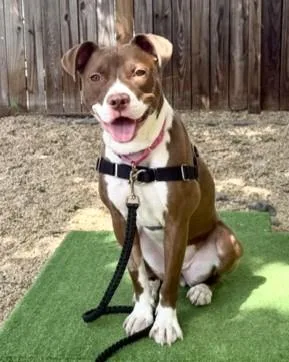 A young medium-sized female Mixed Breed dog named Layla for adoption in Washington, DC