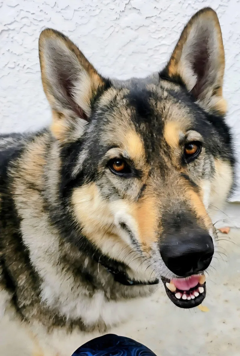 A young medium-sized male Husky dog named Ameaus for adoption in Fallbrook, CA