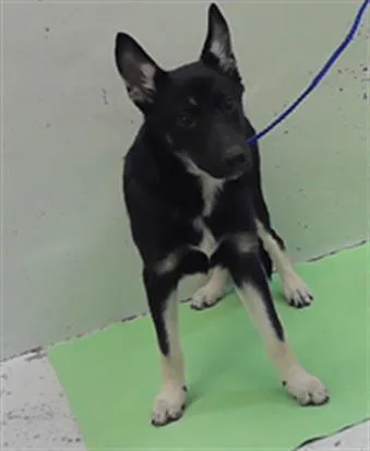 A young small-sized female German Shepherd Dog dog named Laila for adoption in Houston, TX