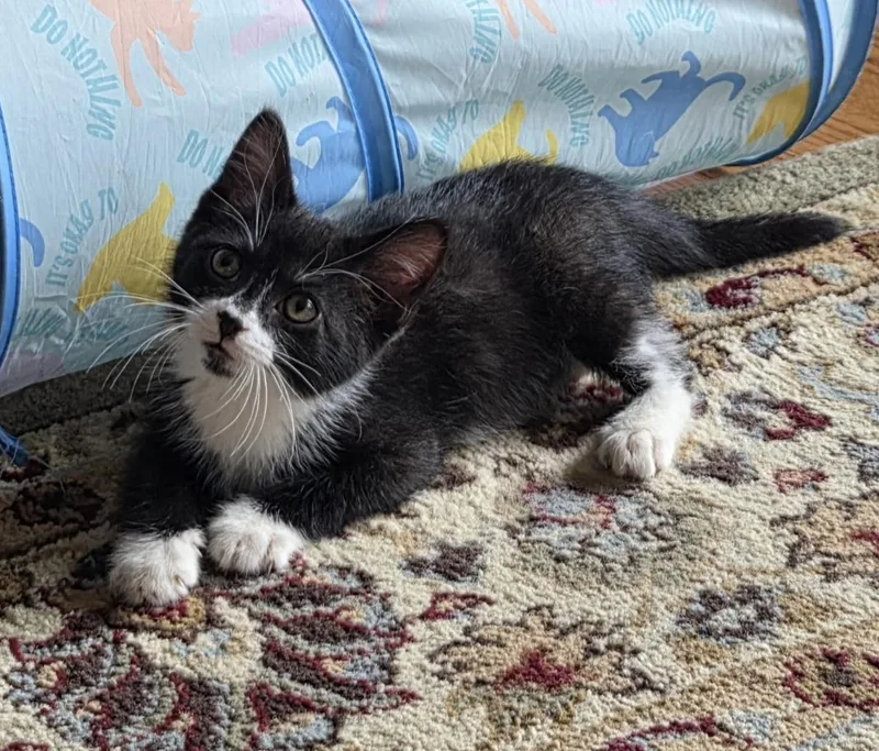 A baby medium-sized female Black & White / Tuxedo Domestic Short Hair cat named Ginger for adoption in Port Washington, WI