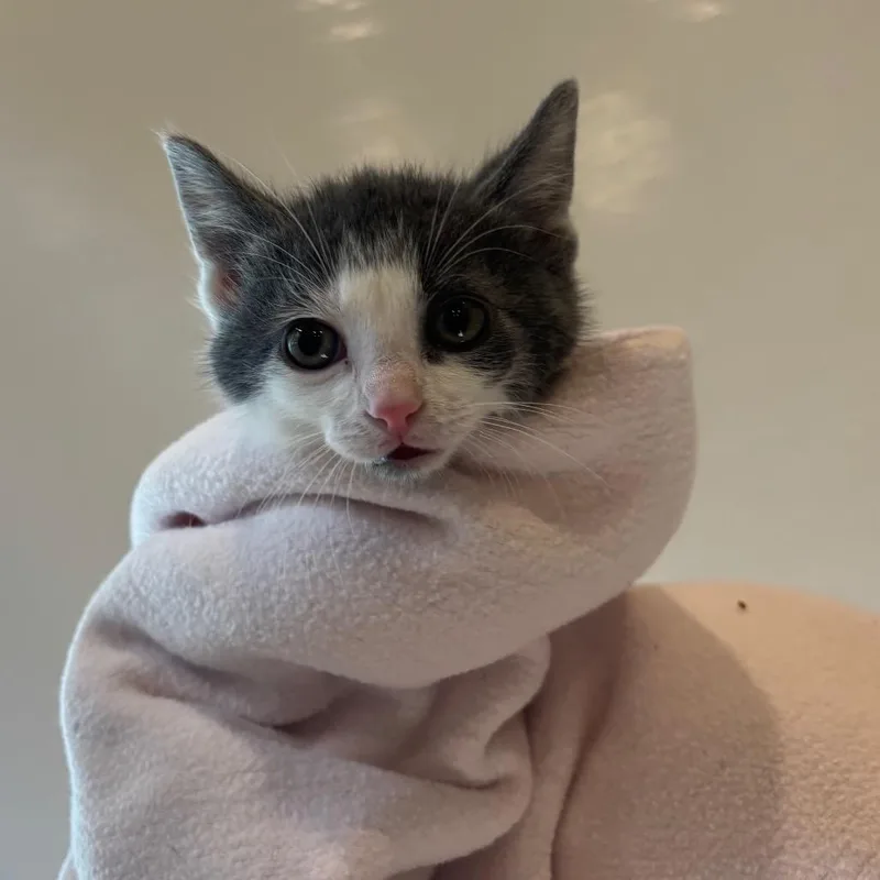 A baby small-sized male Gray / Blue / Silver Domestic Short Hair cat named Patch for adoption in Washington Township, OH