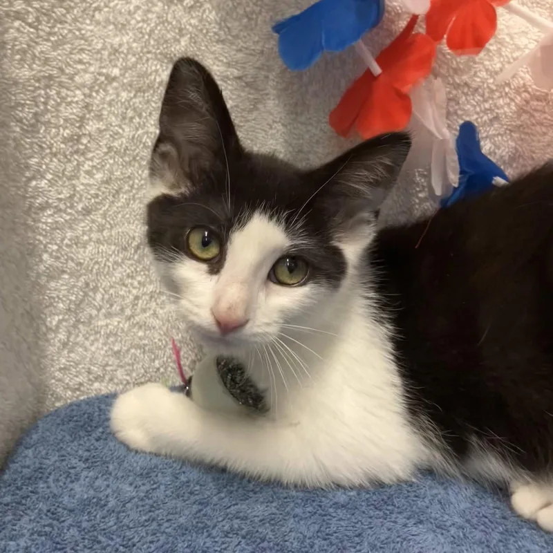 A baby medium-sized female Black & White / Tuxedo Domestic Short Hair cat named Juniper for adoption in Dublin, OH
