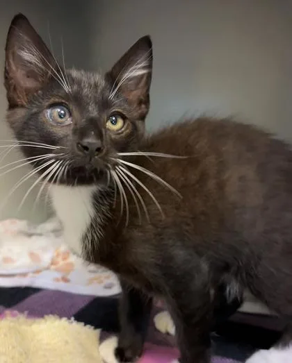 A baby small-sized male Domestic Short Hair cat named Omelet for adoption in Cumming, GA