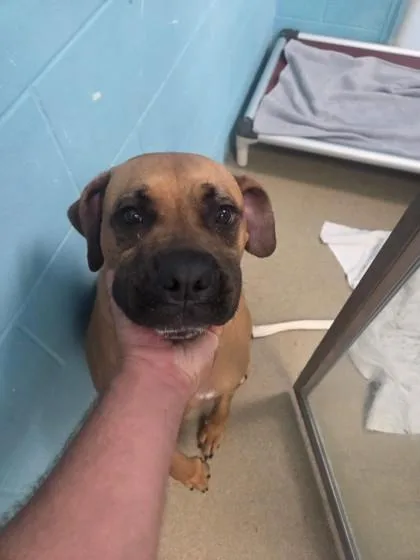 Scooby