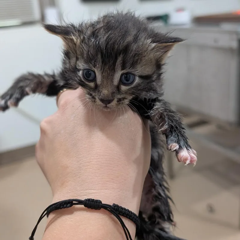 A baby small-sized female Black Domestic Short Hair cat named Mo for adoption in Buchanan Dam, TX