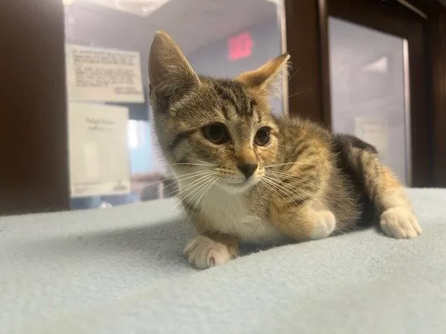 A baby small-sized female Domestic Short Hair cat named Hollis for adoption in Lovingston, VA