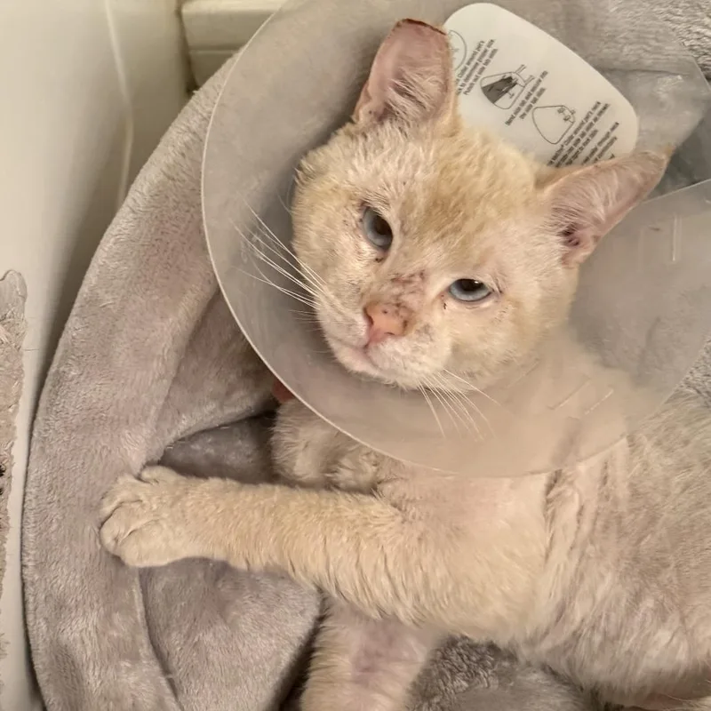 A young small-sized male Flame Point Siamese cat named Sir Lancelot for adoption in Long Beach, CA