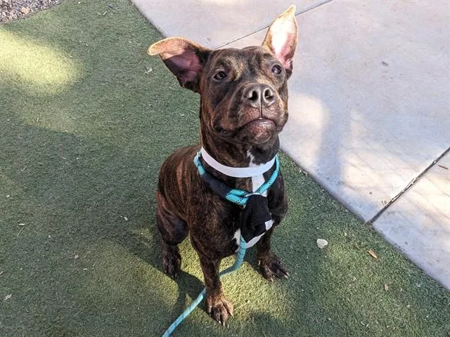 A young large-sized female Boxer dog named Sookie for adoption in Phoenix, AZ