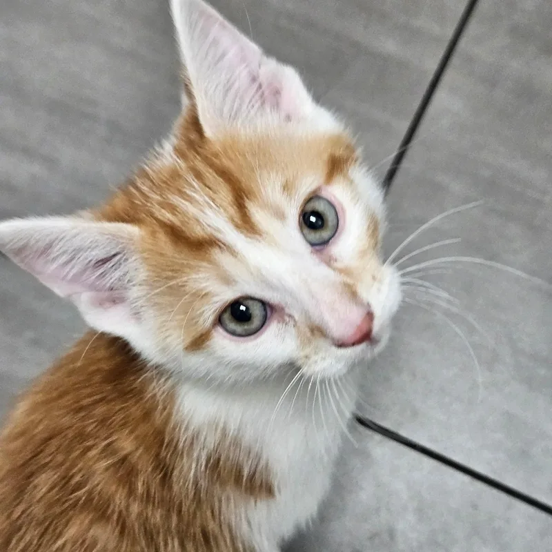 A baby medium-sized male Orange & White Domestic Short Hair cat named Simba for adoption in Joliet, IL