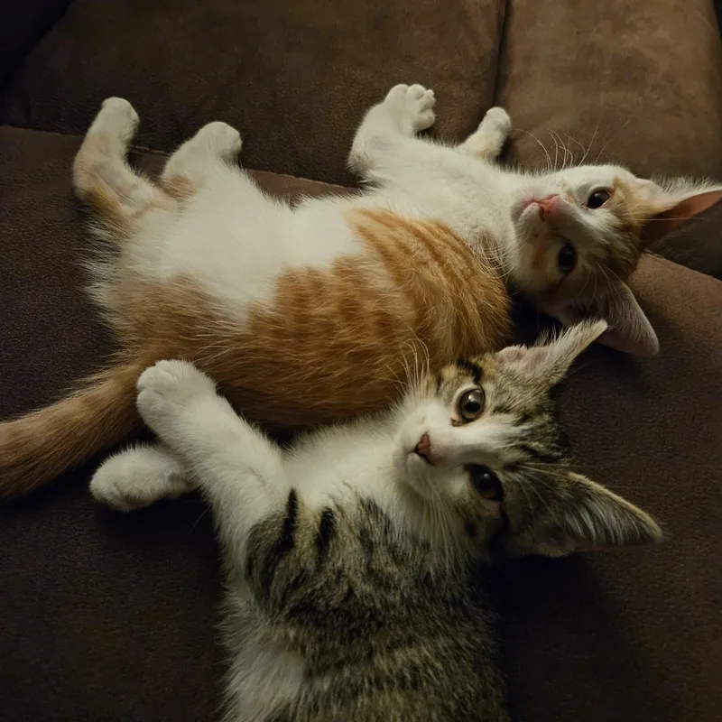 Simba thumbnail 2