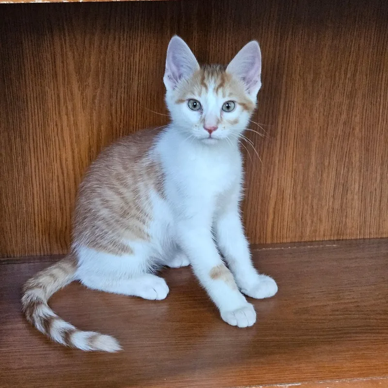 Simba thumbnail 3