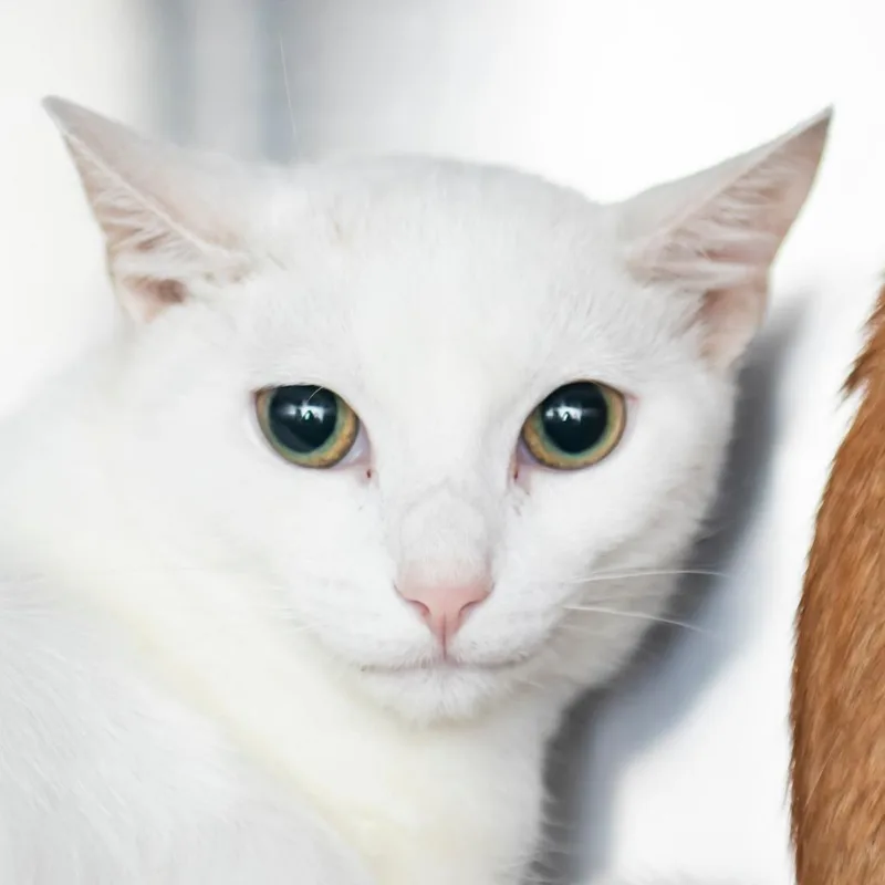 A young small-sized female White Domestic Short Hair cat named Mina for adoption in Middletown, RI