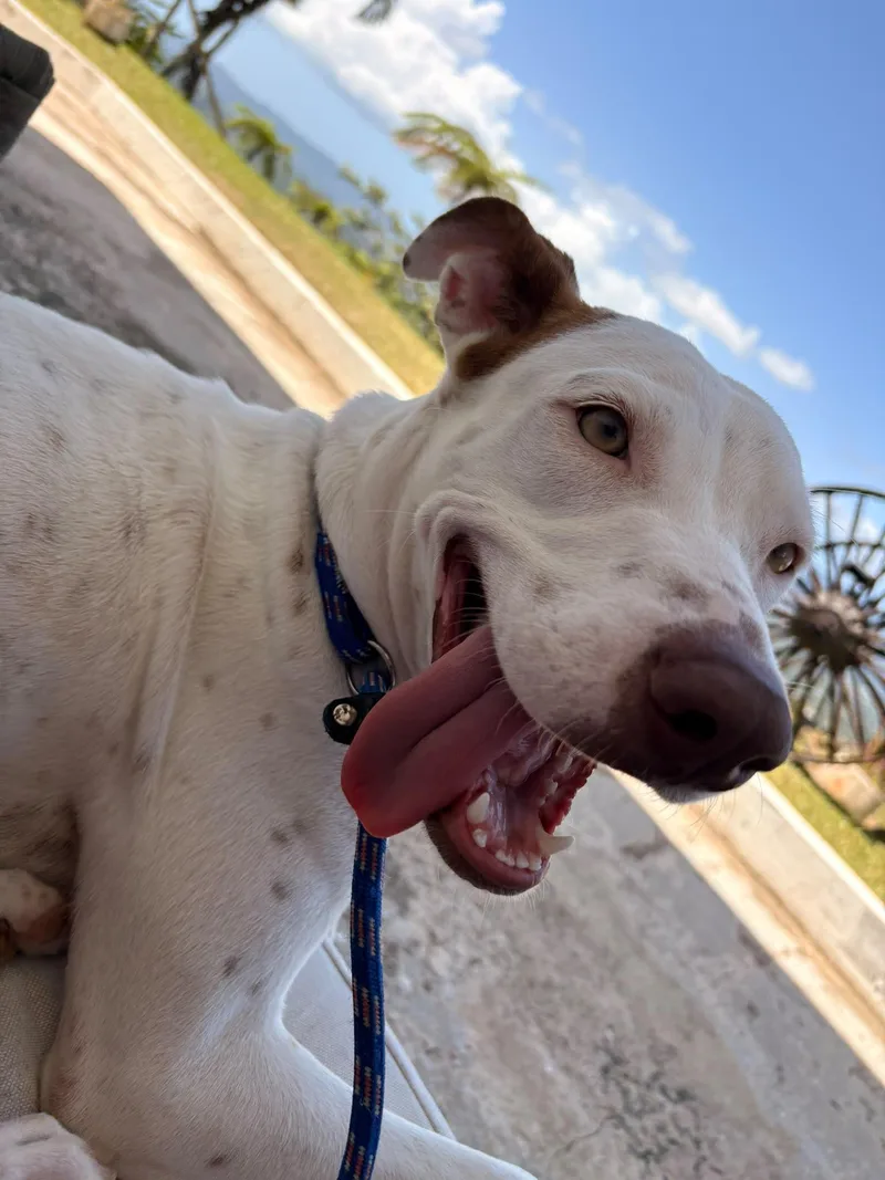 An adult medium-sized female Mixed Breed dog named Blanca for adoption in Brooklyn, NY